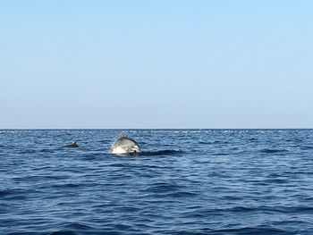 View of swimming in sea