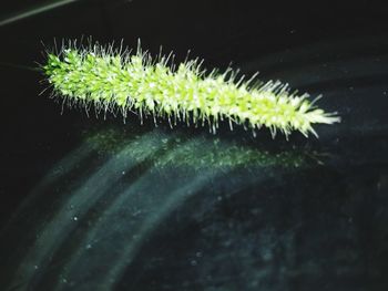Close-up of succulent plant