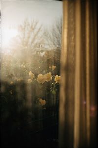 Close-up of flower tree against sky seen through window