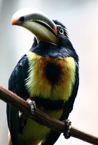 Close-up of bird perching on a branch