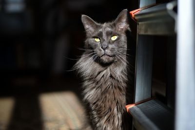 Portrait of a gray angry cat with yellow maine coon eyes