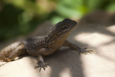 Lizard sitting on rock