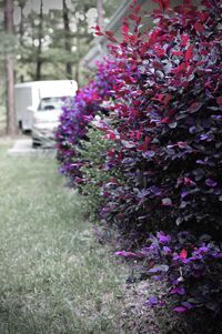 Pink flowers blooming in park