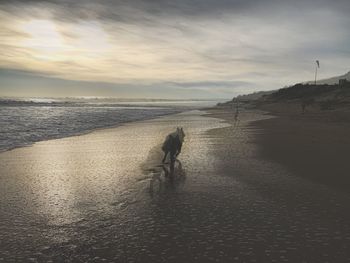 Scenic view of beach against sky during sunset