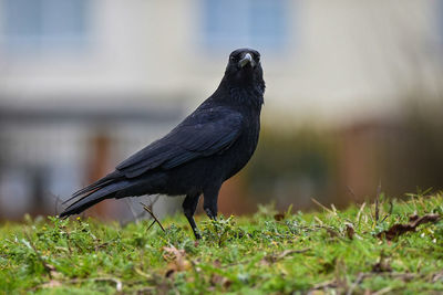 Close-up of bird perching on grass