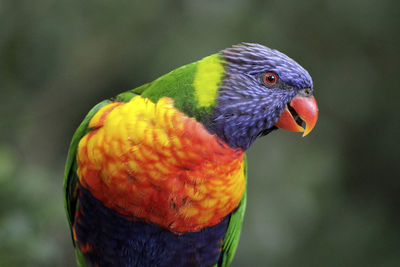 Close-up of parrot