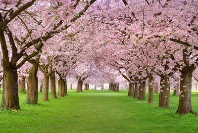 Sakura park