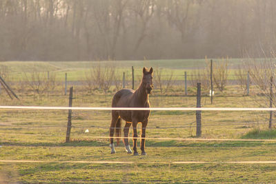 A magnificent brown horse running around a preserved area on a grass-covered meadow