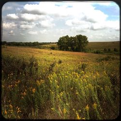 Scenic view of field against sky