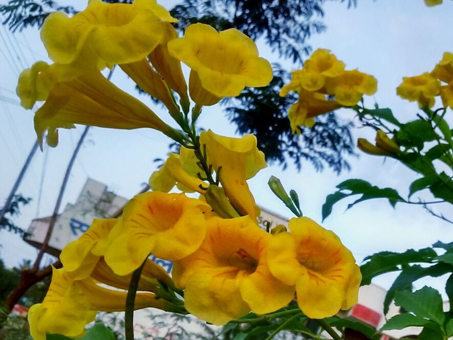 Always be like this beatiful flower .This is not grown up in garden but