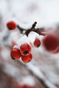 Close-up of frozen red berries