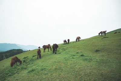 Horses grazing on field against clear sky