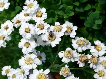 Close-up of white daisy flowers