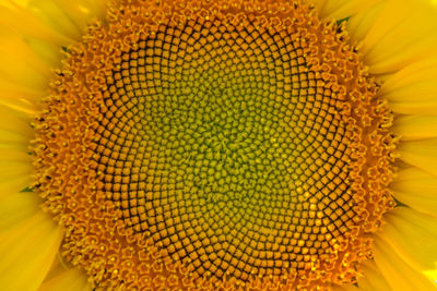 Full frame shot of sunflower