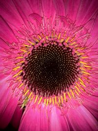 Close-up of pink flower