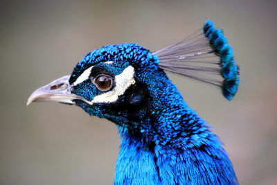 Close-up of peacock