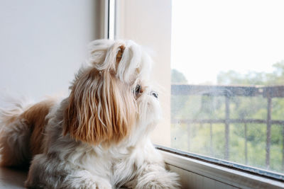 Sad shih tzu dog. grooming. high quality photo