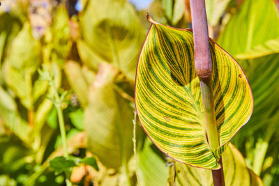 Close-up of fresh green leaves