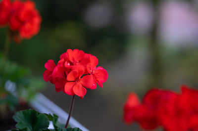 Close-up of red rose