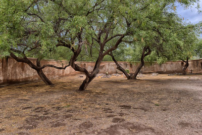 Trees on field in forest