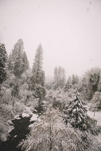 Pine trees in forest during winter