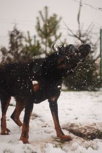 Dogs running on snow covered field