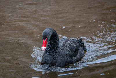 Black swan swimming in lake