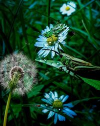 Close-up of butterfly pollinating on flower