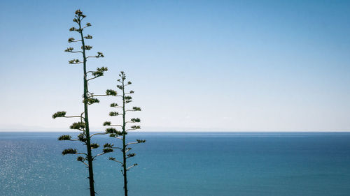 Two trees ocean with cloudless blue sky in backdrop, napier,north island of new zealand