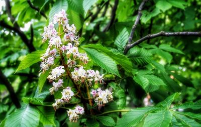 Close-up of flowers