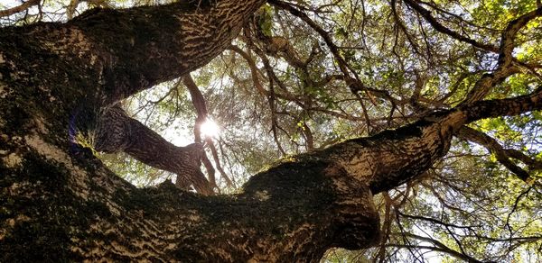 Low angle view of trees against sky