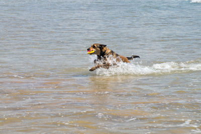 Dog running in a sea