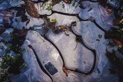 Ice forming in a puddle