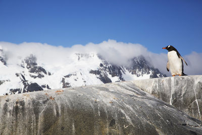 Gentoo penguin on rock with snowcapped mountain in background