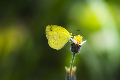 Close-up of butterfly pollinating on flower