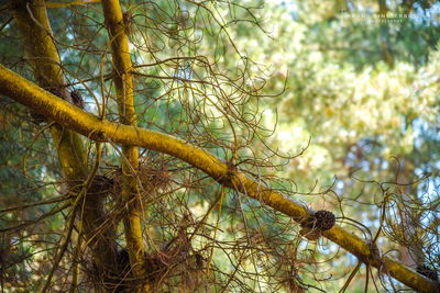 Low angle view of tree against sky