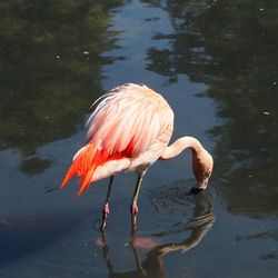 Colorful pink flamingo birds in a close up view on a sunny day