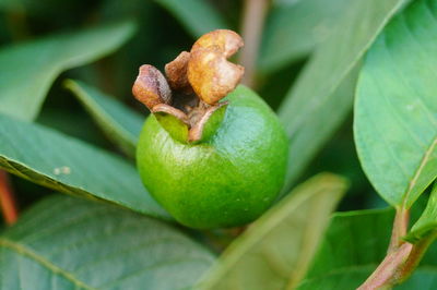 Close-up of fruit on plant