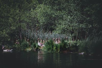 Scenic view of lake in forest