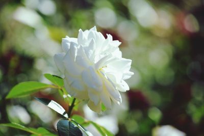 Close-up of white flowering plant in park
