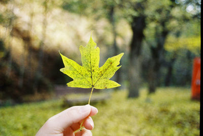 Cropped hand holding leaf