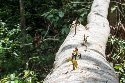 Close-up of insect on tree trunk