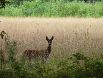 View of deer on field