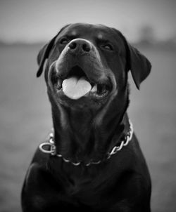 Close-up of dog