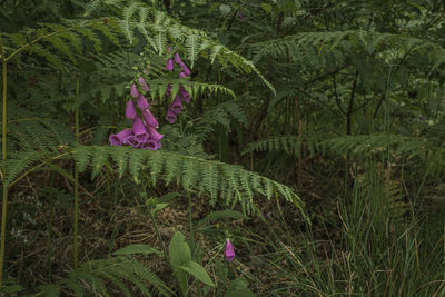 Purple flowering plant in sunlight