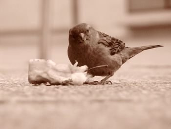 Close-up of bird