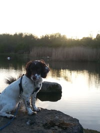 Dog looking at lake at sunset