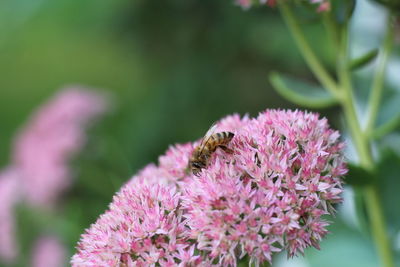 Close-up of bee pollinating on pink flower