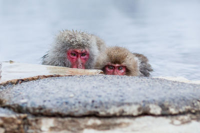 Portrait of a monkey