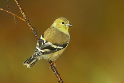 Close-up of bird perching on twig